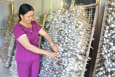 Nhiều hộ dân ở Yên Thái đã vươn lên làm giàu nhờ nghề trồng dâu nuôi tằm.