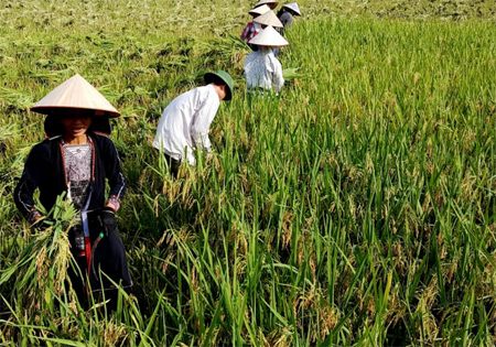 Nông dân Yên Bái thu hoạch lúa chiêm xuân
