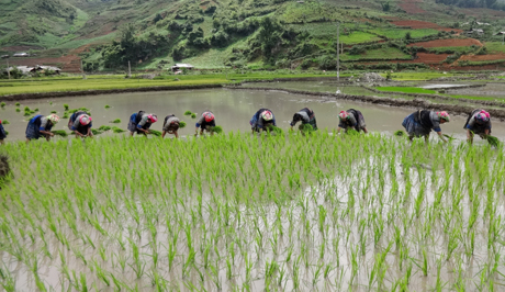 Nông dân xã Cao Phạ tập trung gieo cấy vụ mùa.