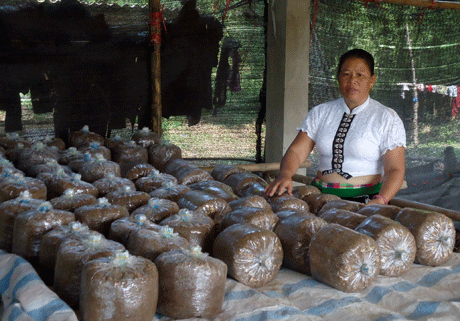 Mô hình trồng nấm để phát triển kinh tế của nông dân phường Pú Trạng.
