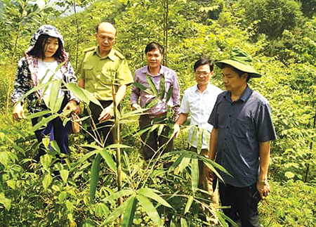 Cây tre măng Bát độ trồng năm 2017 tại xã Khánh Hòa, huyện Lục Yên sinh trưởng và phát triển tốt.