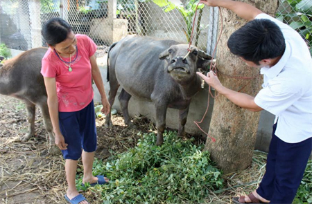 Cán bộ thú y huyện Lục Yên hướng dẫn người dân chăm sóc và điều trị cho gia súc mắc bệnh LMLM.