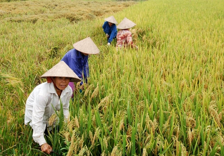 Hội viên Hội Phụ nữ thị trấn Cổ Phúc thu hoạch lúa mùa.