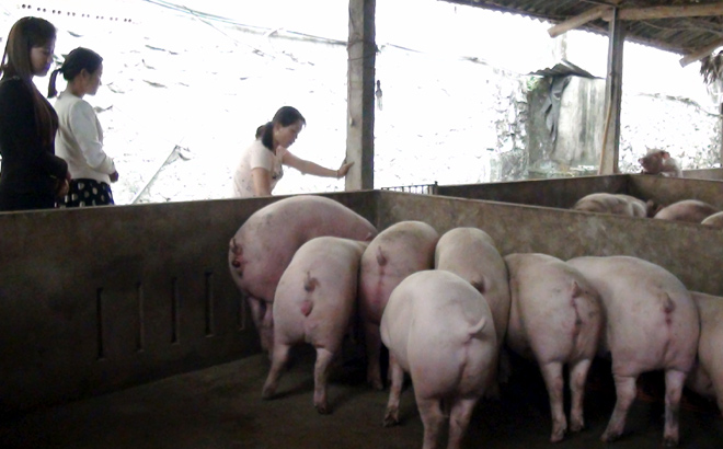 Cán bộ nông nghiệp huyện Lục Yên tăng cường kiểm tra và hướng dẫn các biện pháp bảo vệ đàn lợn tại xã Mai Sơn.