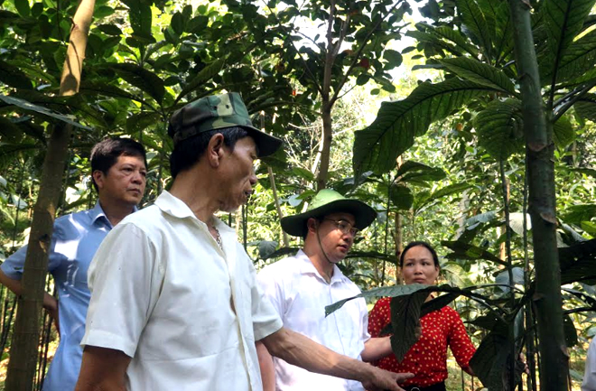 Ông Giàng A Câu - Chủ tịch Hội Nông dân tỉnh (đứng giữa) thăm mô hình trồng cây lá khôi của ông Phạm Bá Chiến, thôn Đầm Hồng, xã Cường Thịnh, huyện Trấn Yên.