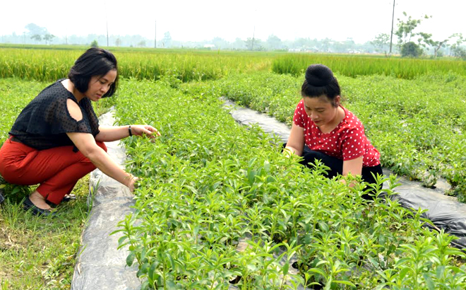 Chị Đông (bên trái) hướng dẫn người dân xã Nghĩa Lợi chăm sóc cây cỏ ngọt.