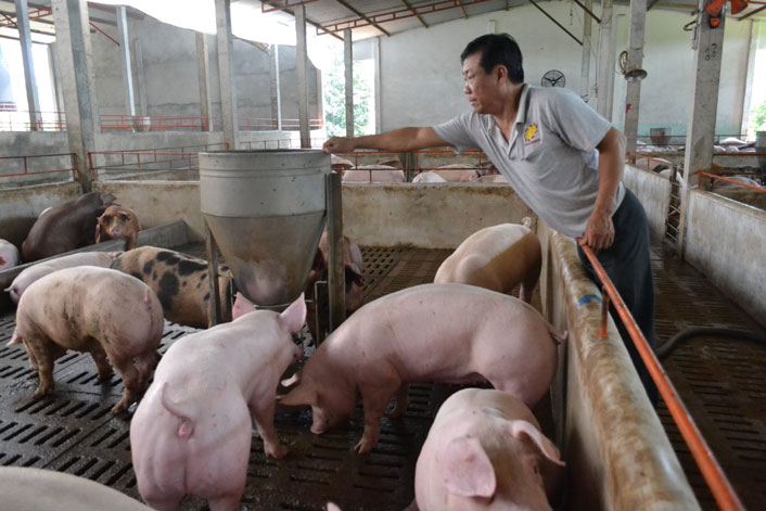 Do ảnh hưởng từ bệnh dịch tả lợn châu Phi, sản lượng thịt lợn hơi xuất chuồng 6 tháng đầu năm 2019 giảm 5% so với cùng kỳ năm 2018.