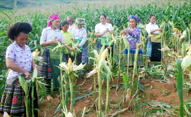 Nhờ được hưởng các chính sách ưu đãi của Nhà nước, người dân huyện Trạm Tấu đã mạnh dạn đưa các loại cây, con, giống mới vào sản xuất, góp phần xóa đói giảm nghèo.