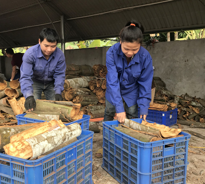 Hợp tác xã Quế Hồi Việt Nam góp phần giải quyết việc làm, nâng cao đời sống vật chất, tinh thần của nhân dân xã Đào Thịnh, huyện Trấn Yên.