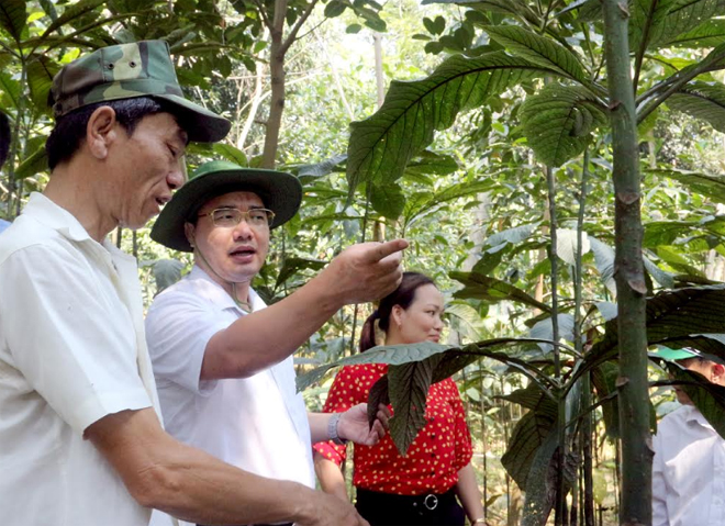 Đồng chí Giàng A Câu - Chủ tịch Hội Nông dân tỉnh Yên Bái (giữa) kiểm tra mô hình trồng cây lá khôi tại xã Cường Thịnh (Trấn Yên).