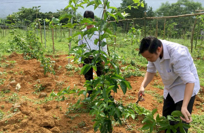 Người dân thôn Nông Trường, xã Thượng Bằng La đưa cây chanh leo vào trồng thử nghiệm.