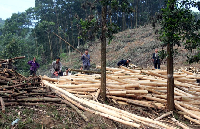 Kinh tế rừng là hướng đi đúng, góp phần mang lại ấm no cho nhân dân Lục Yên.