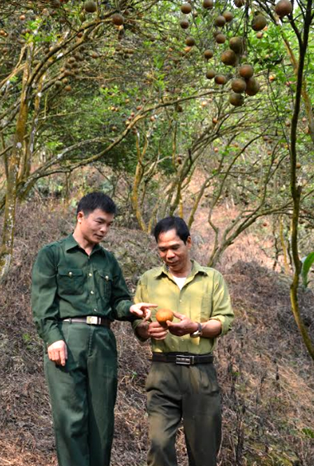 Lãnh đạo Hội CCB xã Khánh Hòa thăm mô hình trồng cam sành của gia đình cựu chiến binh Nguyễn Thanh Sơn ở thôn Làng Khương.