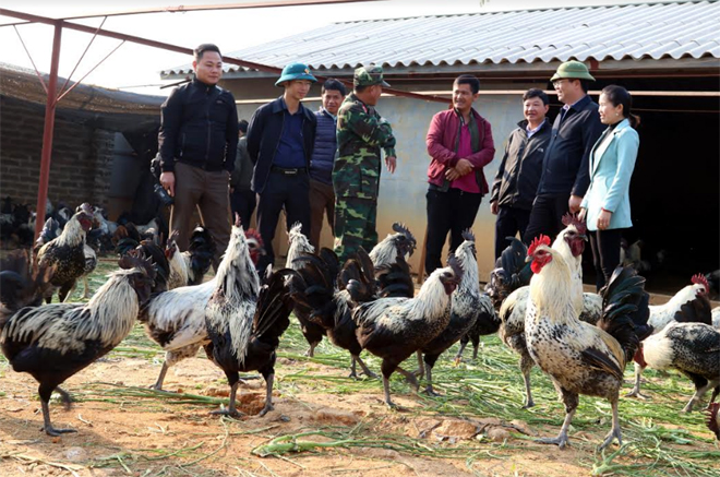 Lãnh đạo huyện Mù Cang Chải thăm khu trang trại chăn nuôi gà đen.