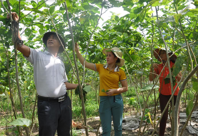 Bí thư Chi bộ kiêm Trưởng thôn Liên Hợp - Hà Minh Hào tiên phong trong thực hiện mô hình phát triển kinh tế trồng dâu nuôi tằm.