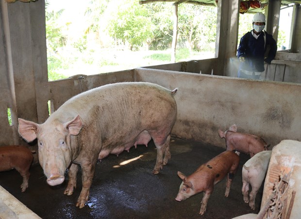 Phun hóa chất tiêu độc, khử trùng phòng chống dịch bệnh tả lợn châu Phi.