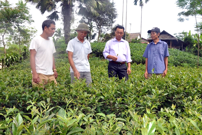 Đảng viên Hà Văn Đông, thôn Trực Thanh (thứ 2 bên trái) với mô hình trồng chè theo tiêu chuẩn VietGAP có thu nhập khá.