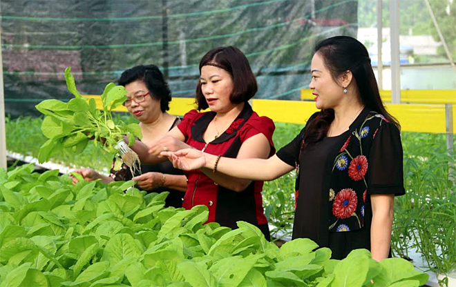 Vườn rau thủy canh của gia đình chị Phạm Thúy Hảo, thôn Thanh Niên, xã Minh Bảo, thành phố Yên Bái cung cấp cho người tiêu dùng những sản phẩm rau an toàn.
