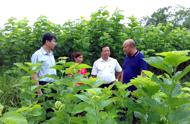 Lãnh đạo huyện Văn Yên kiểm tra mô hình trồng dâu nuôi tằm tại xã Xuân Ái.