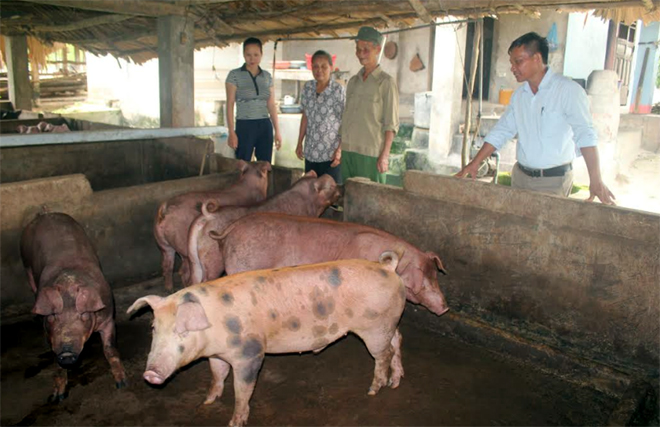 Nhiều hộ dân ở xã Quy Mông thoát nghèo nhờ phát triển chăn nuôi.