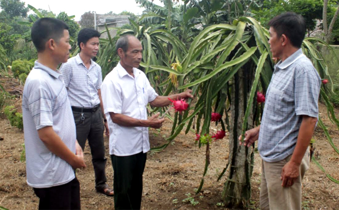 Người dân vùng đặc biệt khó khăn xã Mỹ Gia tăng thu nhập nhờ trồng thanh long ruột đỏ.