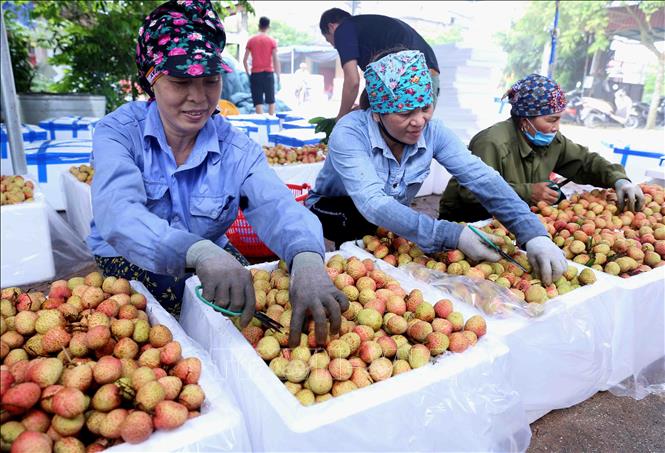 Đóng thùng xốp bảo quản sản phẩm vải chín sớm xuất khẩu ở một cơ sở thu mua tại xã Thanh Quang (huyện Thanh Hà, tỉnh Hải Dương).