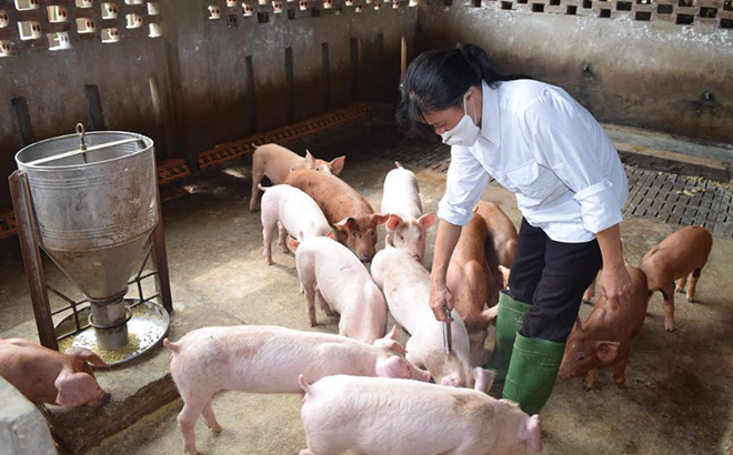 Lợn giống phải khỏe mạnh, có nguồn gốc rõ ràng, đã được phòng bệnh một số loại vắc xin bắt buộc.