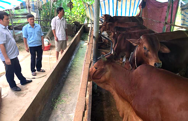 Mô hình chăn nuôi bò sinh sản của ông Nguyễn Văn Quyết ở thôn Yên Thịnh, xã An Thịnh cho thu nhập trên 100 triệu đồng mỗi năm.