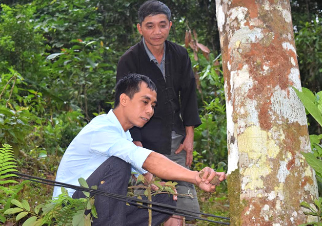 Viên chức Trung tâm Dịch vụ, Hỗ trợ phát triển nông nghiệp huyện Văn Yên hướng dẫn người dân xã Xuân Tầm chăm sóc quế.