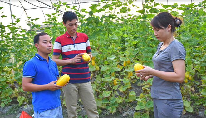 Nhiều khách đến tham quan, học hỏi kinh nghiệm trồng dưa lê Hàn Quốc của anh Lục Văn Anh.