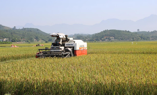 Máy gặt đập liên hoàn trên đồng ruộng Lục Yên.