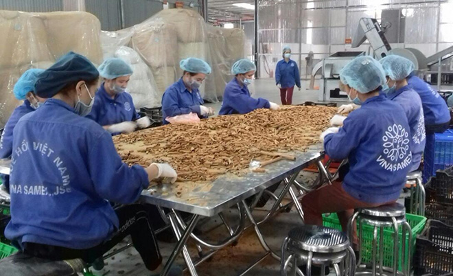 Một công đoạn trong quy trình sản xuất quế điếu thuốc tại Hợp tác xã Quế hồi Việt Nam.