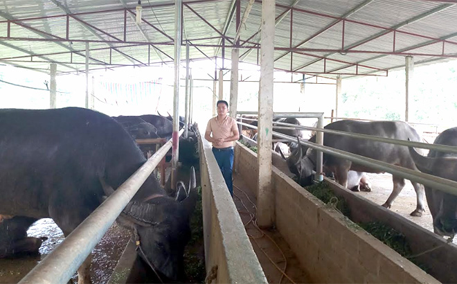 HTX Dịch vụ tổng hợp Thiên An tại thôn Cây Tre, xã Xuân Lai chuyên vỗ béo trâu, bò để bán.