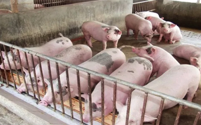 Giá lợn hơi nhiều nơi về mức 90.000 đồng/kg. (Ảnh: Dân trí)