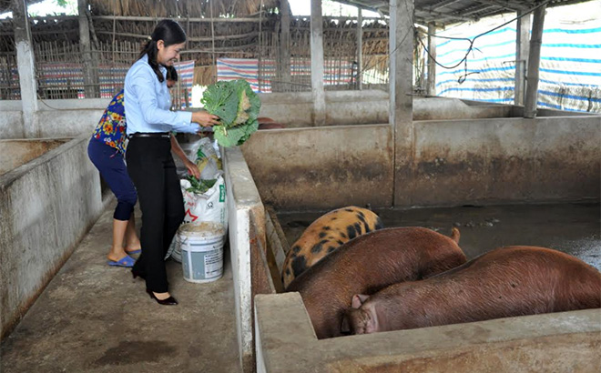 Lãnh đạo xã Báo Đáp, huyện Trấn Yên nắm tình hình tái đàn sau dịch bệnh.