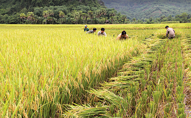 Yên Bái đã hình thành và phát triển nhiều vùng sản xuất lúa hàng hóa, mang lại giá trị cao.