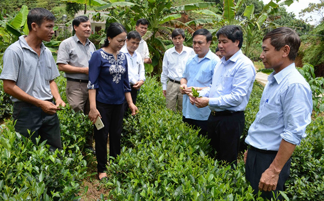 Lãnh đạo ngành nông nghiệp thăm quan mô hình trồng chè theo tiêu chuẩn VietGAP mang lại giá trị cao.