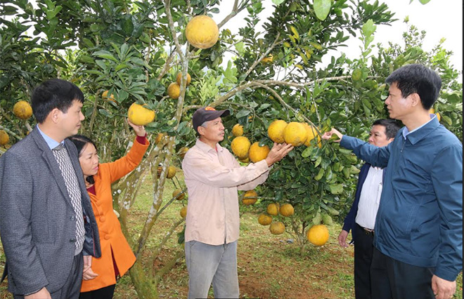 Huyện Trấn Yên đã xây dựng vùng cây ăn quả có múi rộng hàng trăm héc-ta, mỗi năm mang lại nguồn thu hàng chục tỷ đồng cho người dân.