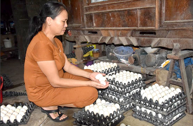 Bà Lâm phân loại trứng vịt hàng ngày.