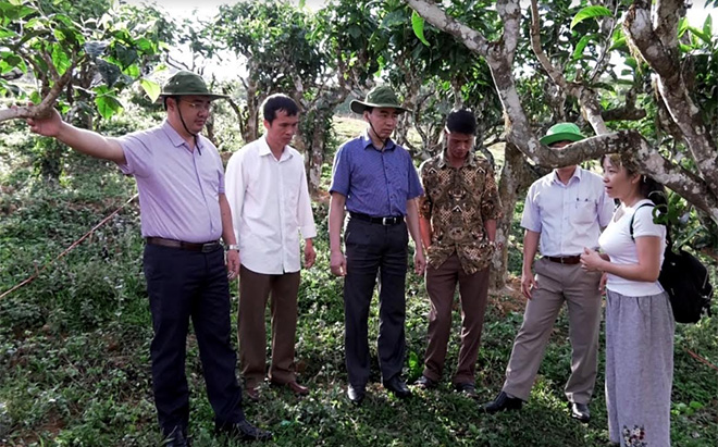 Ông Giàng A Câu - Chủ tịch Hội Nông dân tỉnh (ngoài cùng, bên trái) cùng ngành chuyên môn kiểm tra mô hình khảo nghiệm sử dụng chế phẩm sinh học trong diệt mối, phòng mối cho cây chè tại thôn Bản Mới, xã Suối Giàng, huyện Văn Chấn.