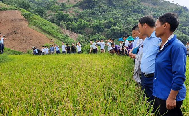 Các đại biểu tham quan mô hình trình diễn giống lúa TBJ3 tại xã Trạm Tấu, huyện Trạm Tấu.