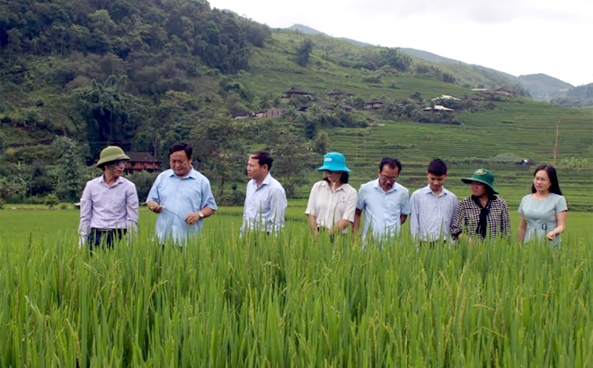 Lãnh đạo huyện Trạm Tấu kiểm tra việc trồng thử nghiệm một số giống lúa mới