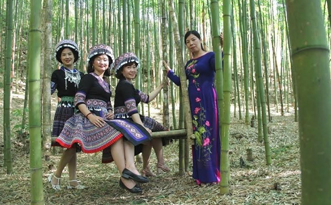 Ivory bamboo forest in Hang Sung hamlet of Mo De commune has become one of Yen Bai’s tourist attractions.
