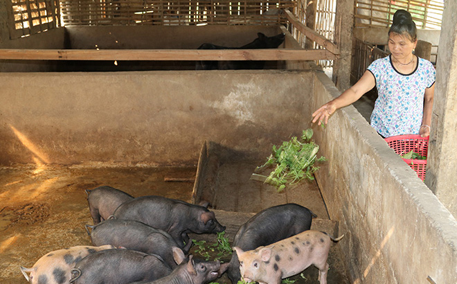 Pig raising farm of Hoang Dinh Van in Luu 2 hamlet proves effective.