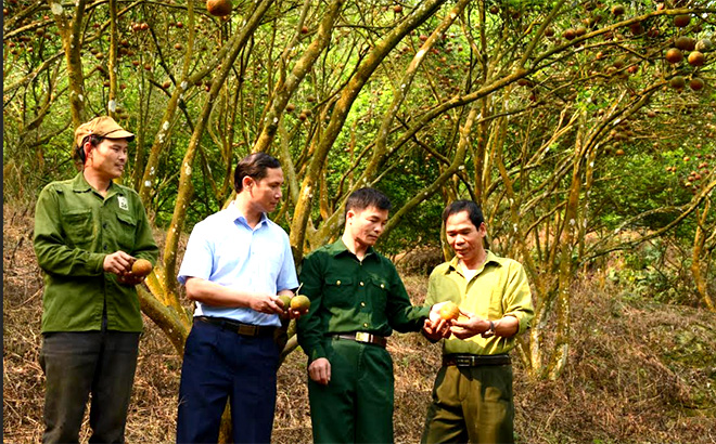 Lãnh đạo xã Khánh Hòa, huyện Lục Yên kiểm tra mô hình trồng cam sành của hội viên Hội Cựu chiến binh xã.