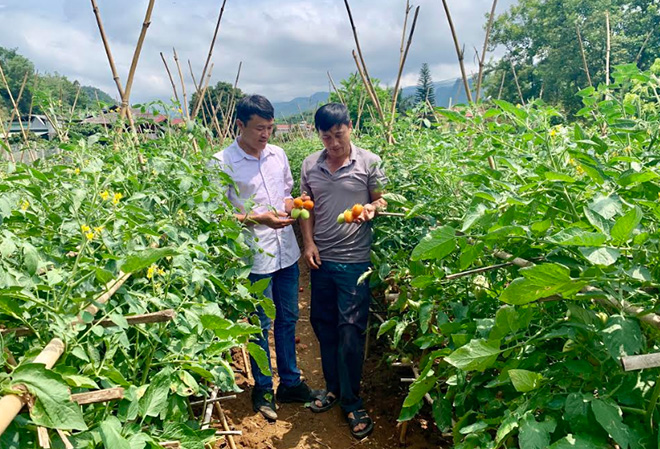 Cán bộ Hội Nông dân xã Sơn Thịnh trao đổi với hội viên về kỹ thuật chăm sóc cây cà chua.