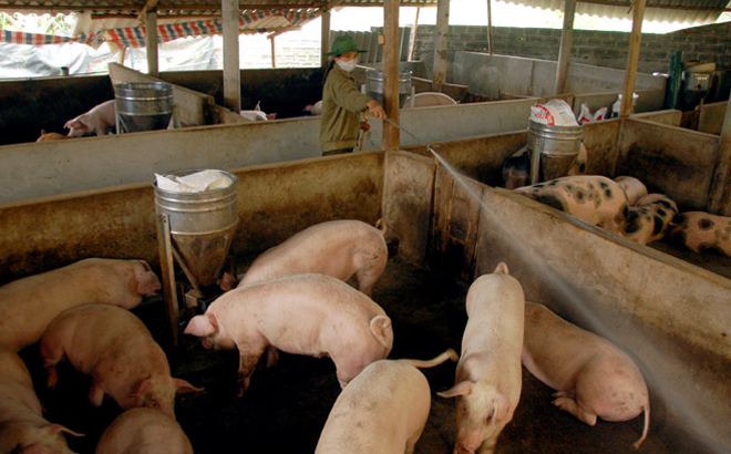 Giá thịt lợn hiện vẫn chưa có dấu hiệu dừng lại.