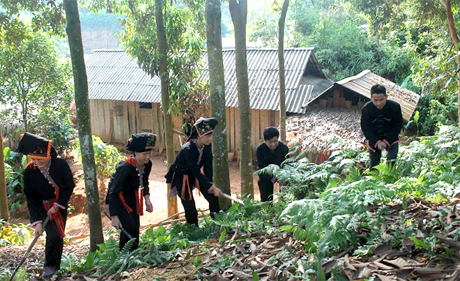 Nông dân xã Viễn Sơn, huyện Văn Yên chăm sóc quế.