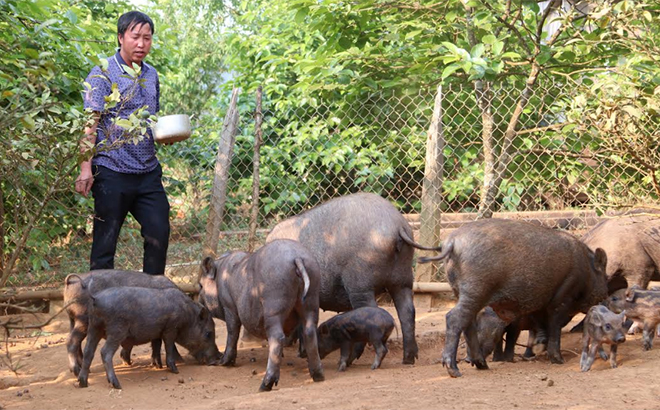 Mô hình nuôi lợn rừng của anh Thào A Phổng ở bản Nậm Khắt.
