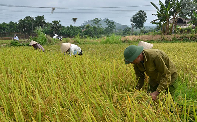 Nông dân xã Xuân Ái thu hoạch lúa xuân.